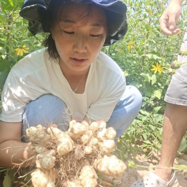 灵宝早熟洋姜基地200亩承接电商平台有实力档口观果订货