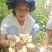 灵宝早熟洋姜基地200亩承接电商平台有实力档口观果订货
