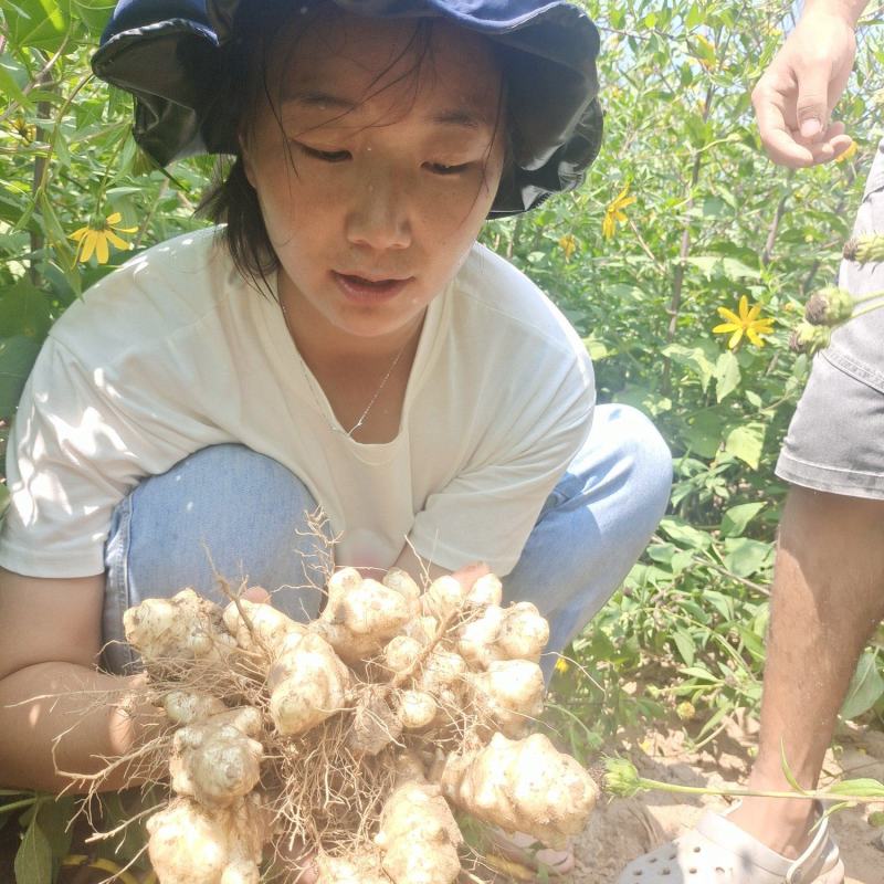 灵宝早熟洋姜基地200亩承接电商平台有实力档口观果订货