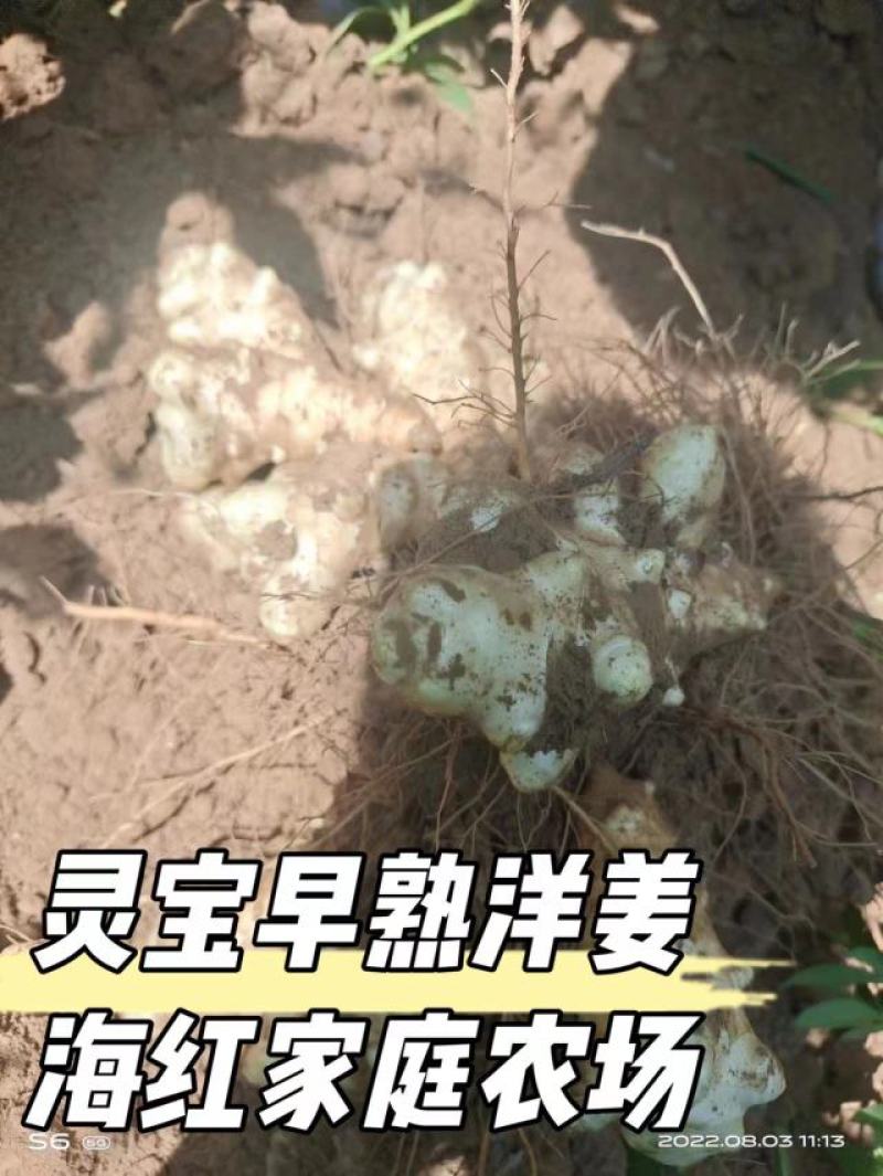 灵宝早熟洋姜基地200亩承接电商平台有实力档口观果订货