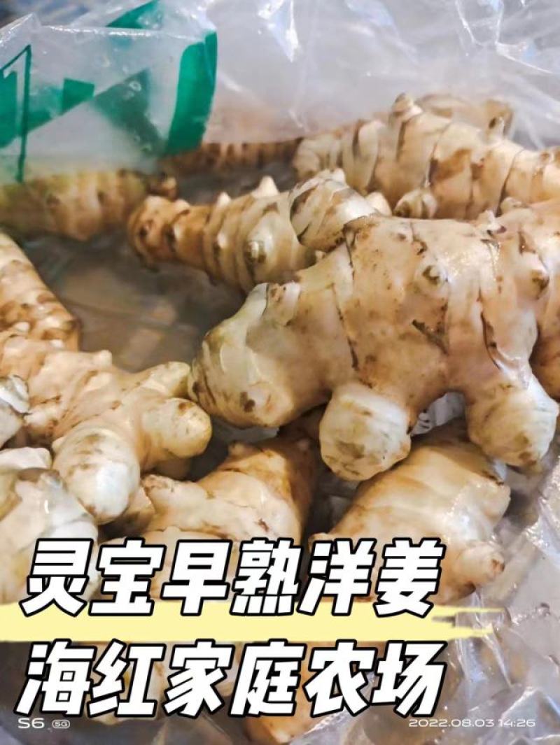 灵宝早熟洋姜基地200亩承接电商平台有实力档口观果订货