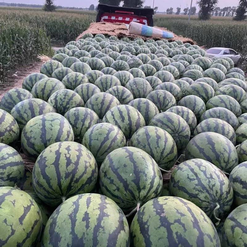 东北精品大地雷庆红系列上市