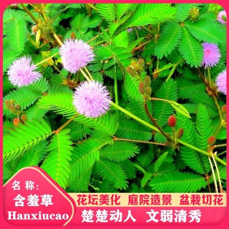 含羞草种子阳台绿植春季花种子室内盆栽易种易活害羞草种子