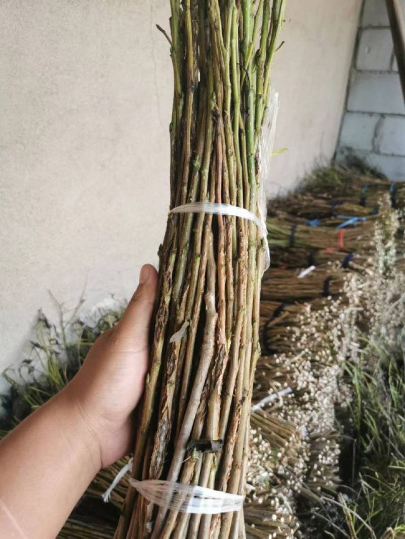 杨树金蝉卵枝