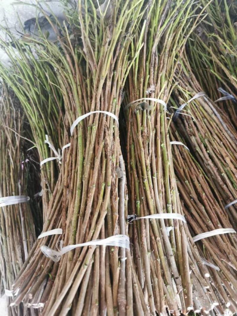 杨树金蝉卵枝