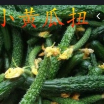 长期大量供应新鲜小黄瓜扭可供应大型加工厂
