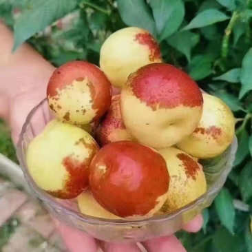 大荔冬枣，一件代发，九九红冬枣种植专业合作社自产自销