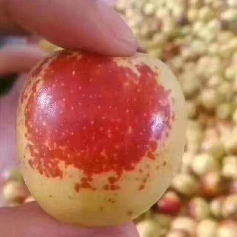 大荔冬枣，一件代发，九九红冬枣种植专业合作社自产自销