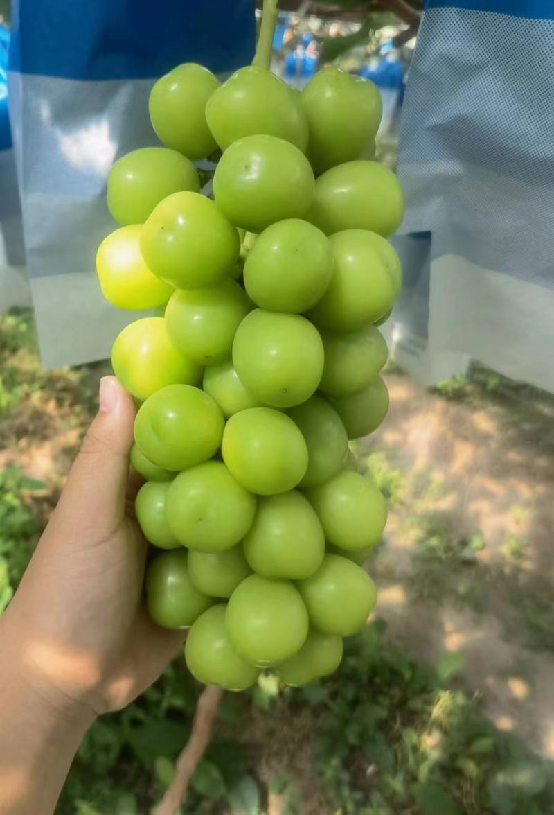 【精品】陕西阳光玫瑰葡萄，皮薄肉厚产地直发，欢迎采购