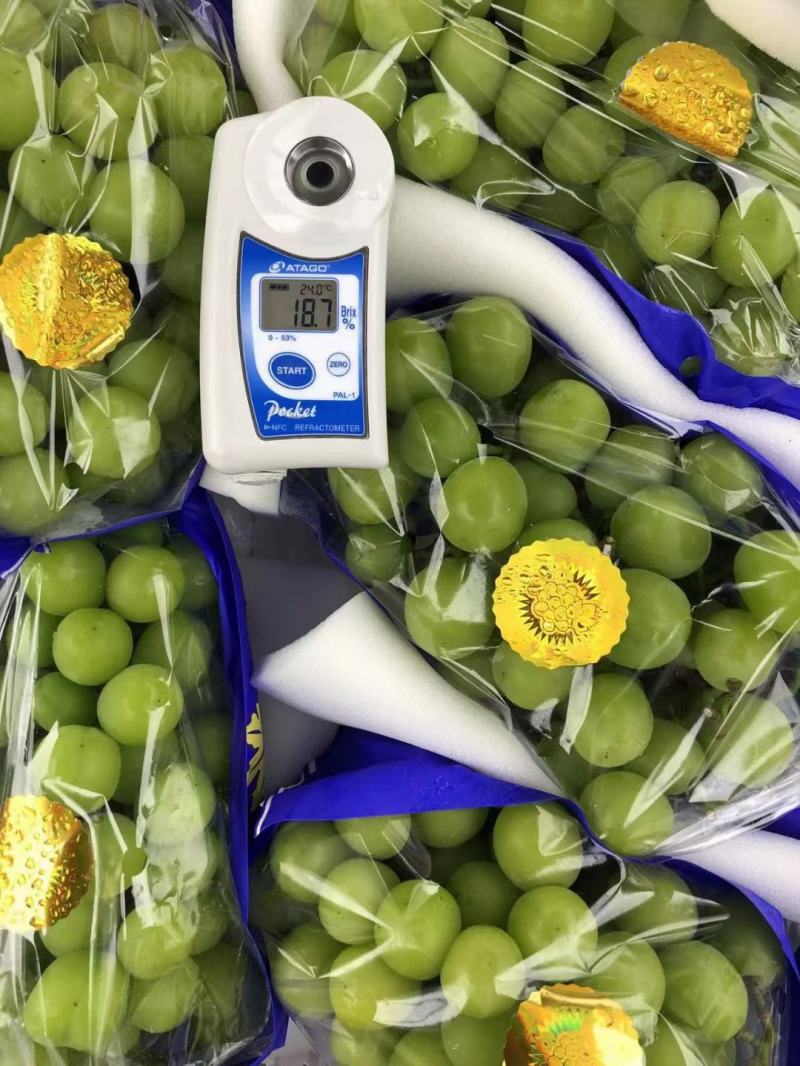 【精品】陕西阳光玫瑰葡萄，皮薄肉厚产地直发，欢迎采购