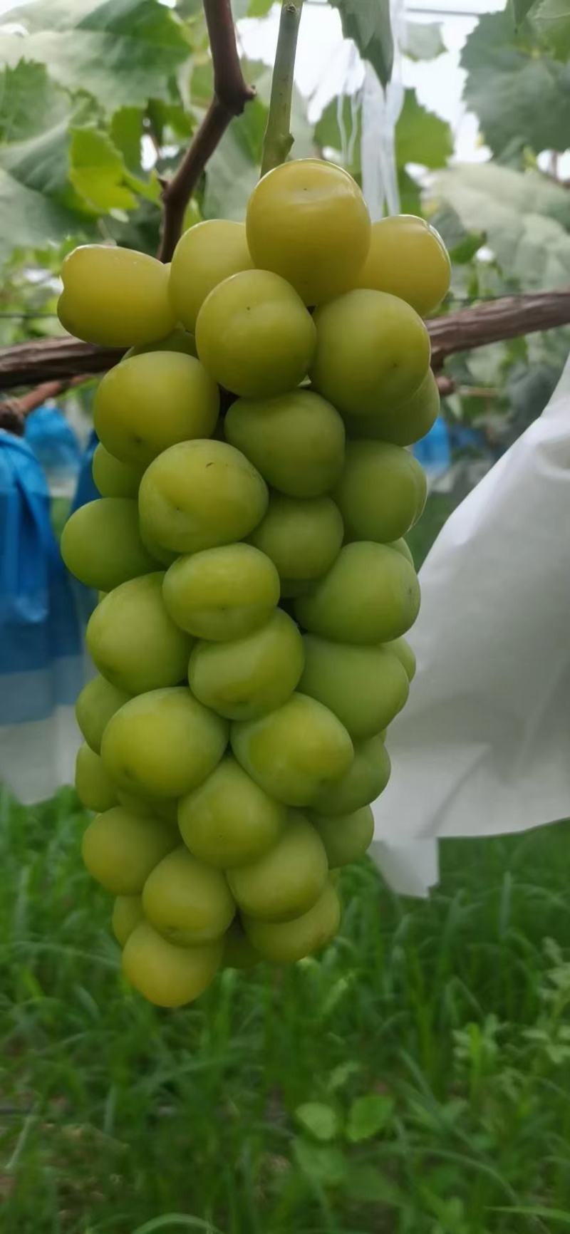 【精品】陕西阳光玫瑰葡萄，皮薄肉厚产地直发，欢迎采购