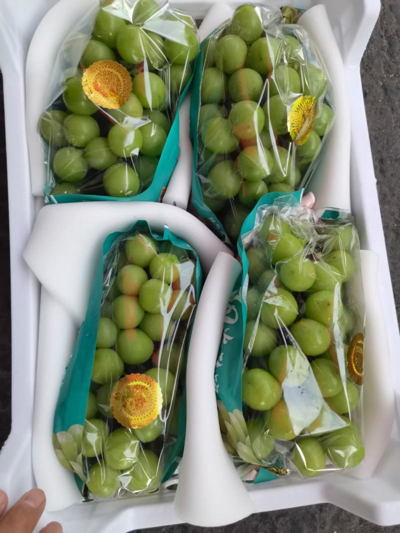【精品】陕西阳光玫瑰葡萄，皮薄肉厚产地直发，欢迎采购