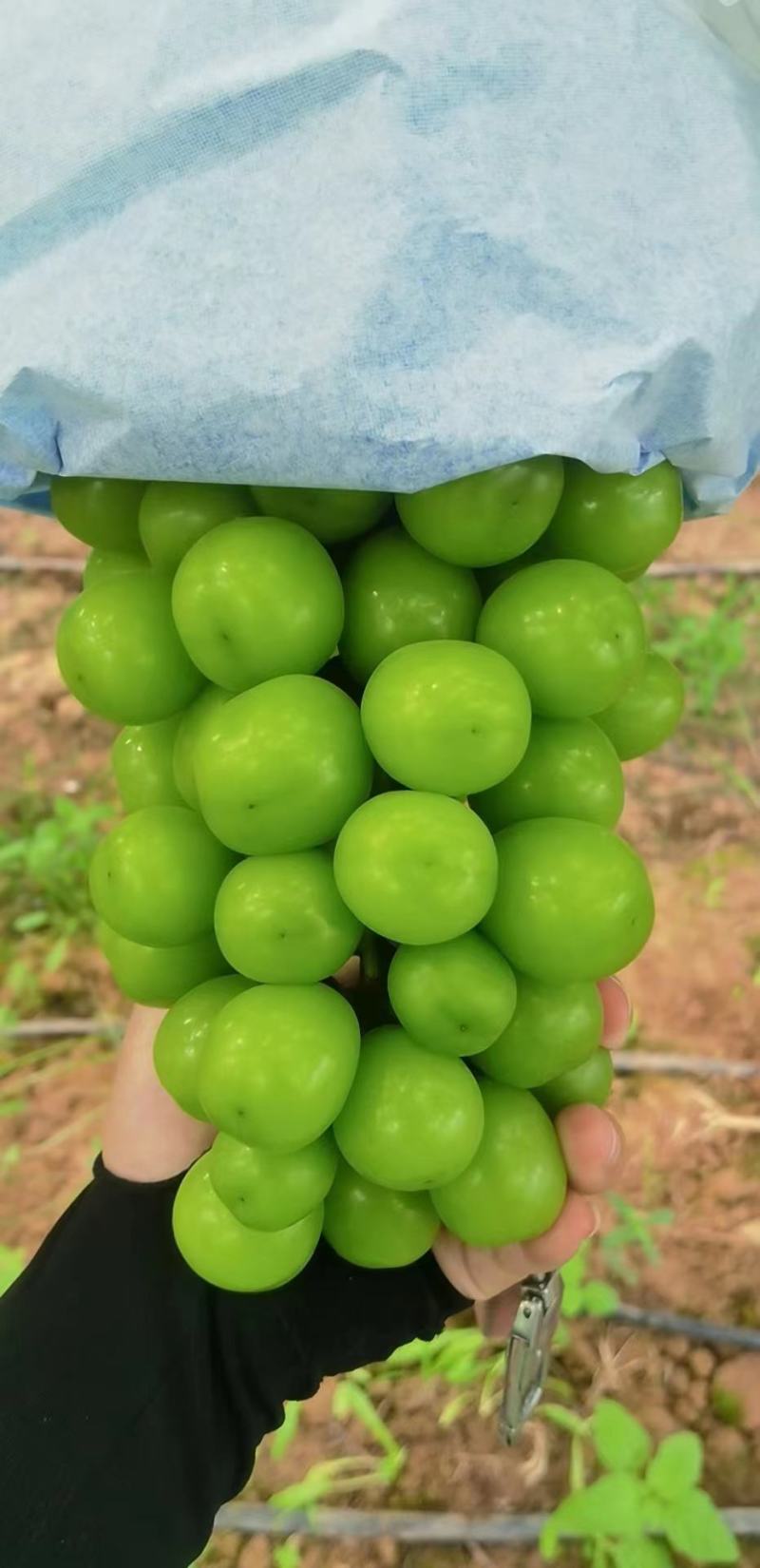 【精品】陕西阳光玫瑰葡萄，皮薄肉厚产地直发，欢迎采购