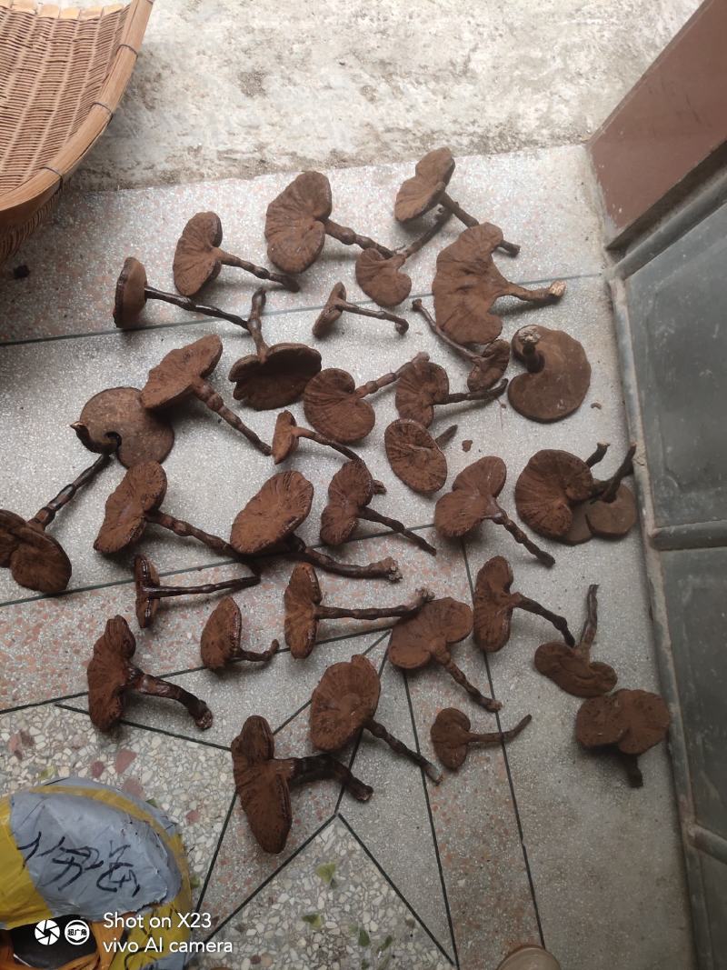 江西灵芝长腿粉灵芝，粉灵芝特别漂亮