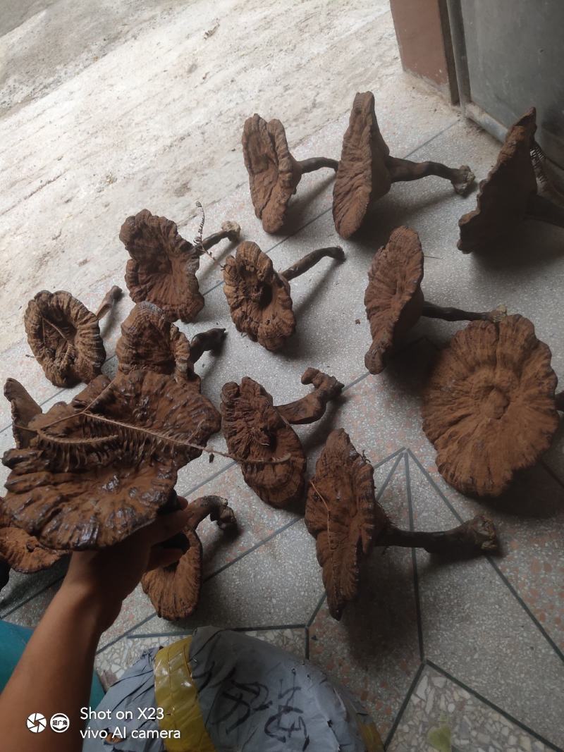 江西灵芝长腿粉灵芝，粉灵芝特别漂亮
