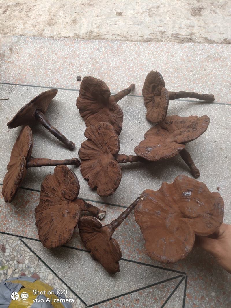 江西灵芝长腿粉灵芝，粉灵芝特别漂亮