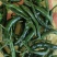 全年四季供应全国新鲜小米椒，货源不断，品质保障！