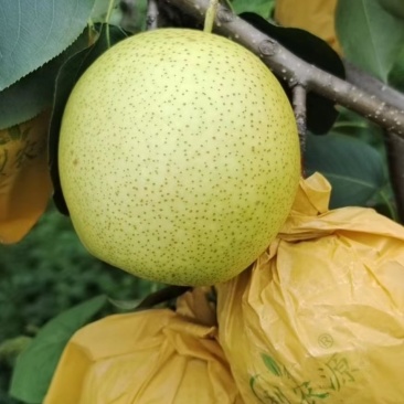 云南高原梨，雪花梨