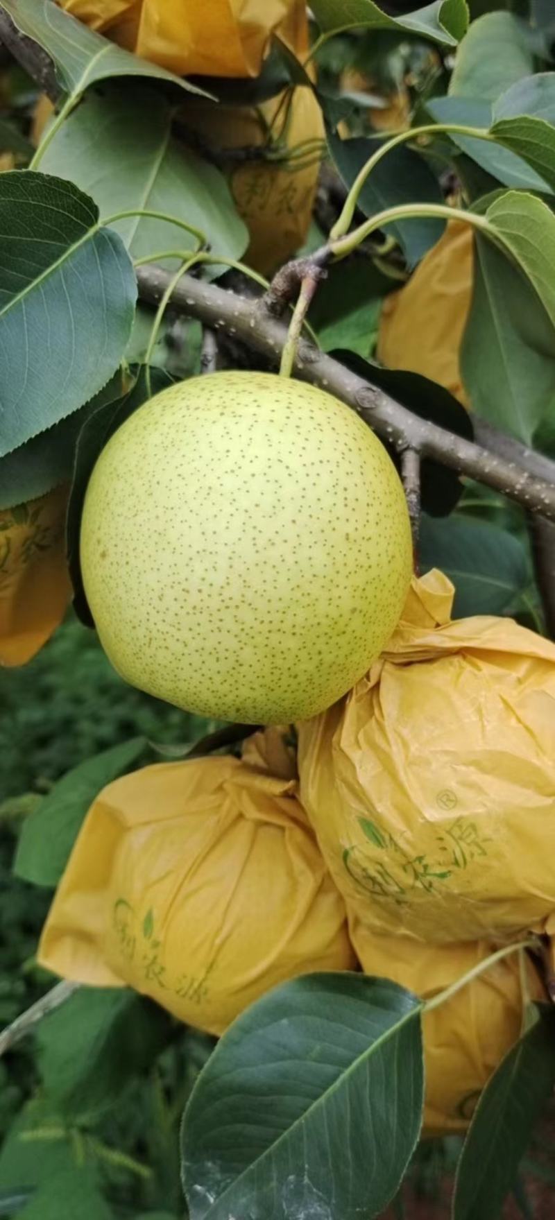 云南高原梨，雪花梨