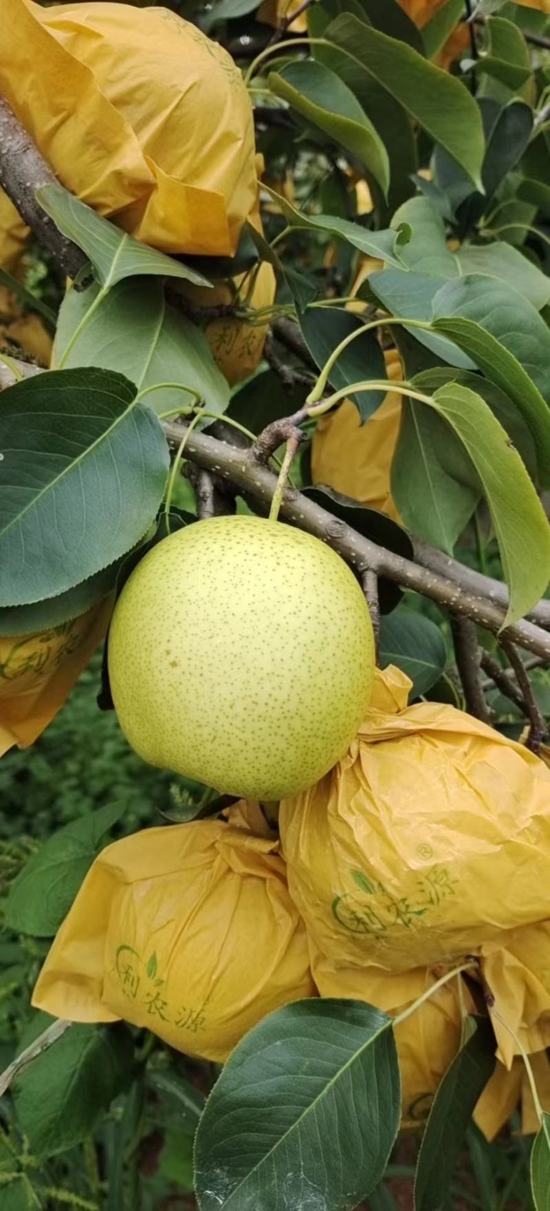 云南高原梨，雪花梨