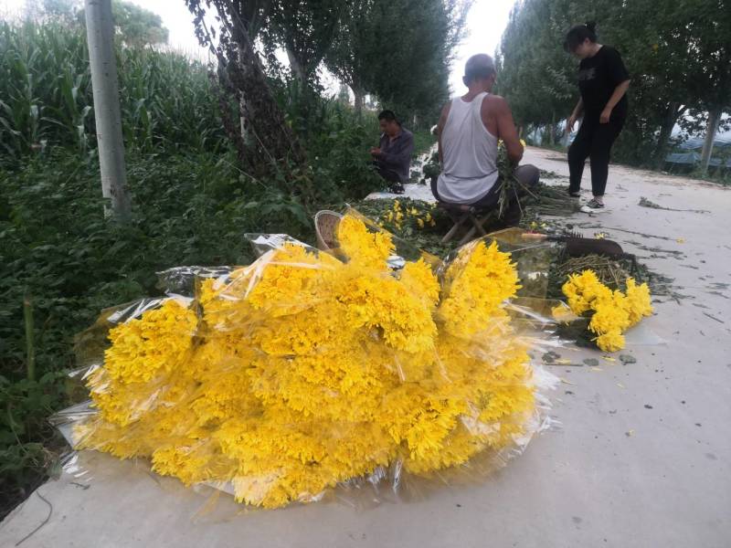 菊花