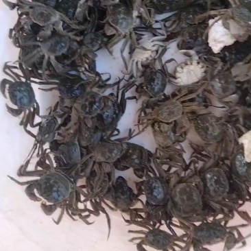 放生苗，油炸小螃蟹保证质量，成活率高。死蟹包赔，大量批发