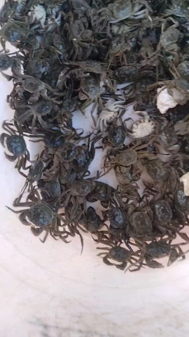 放生苗，油炸小螃蟹保证质量，成活率高。死蟹包赔，大量批发