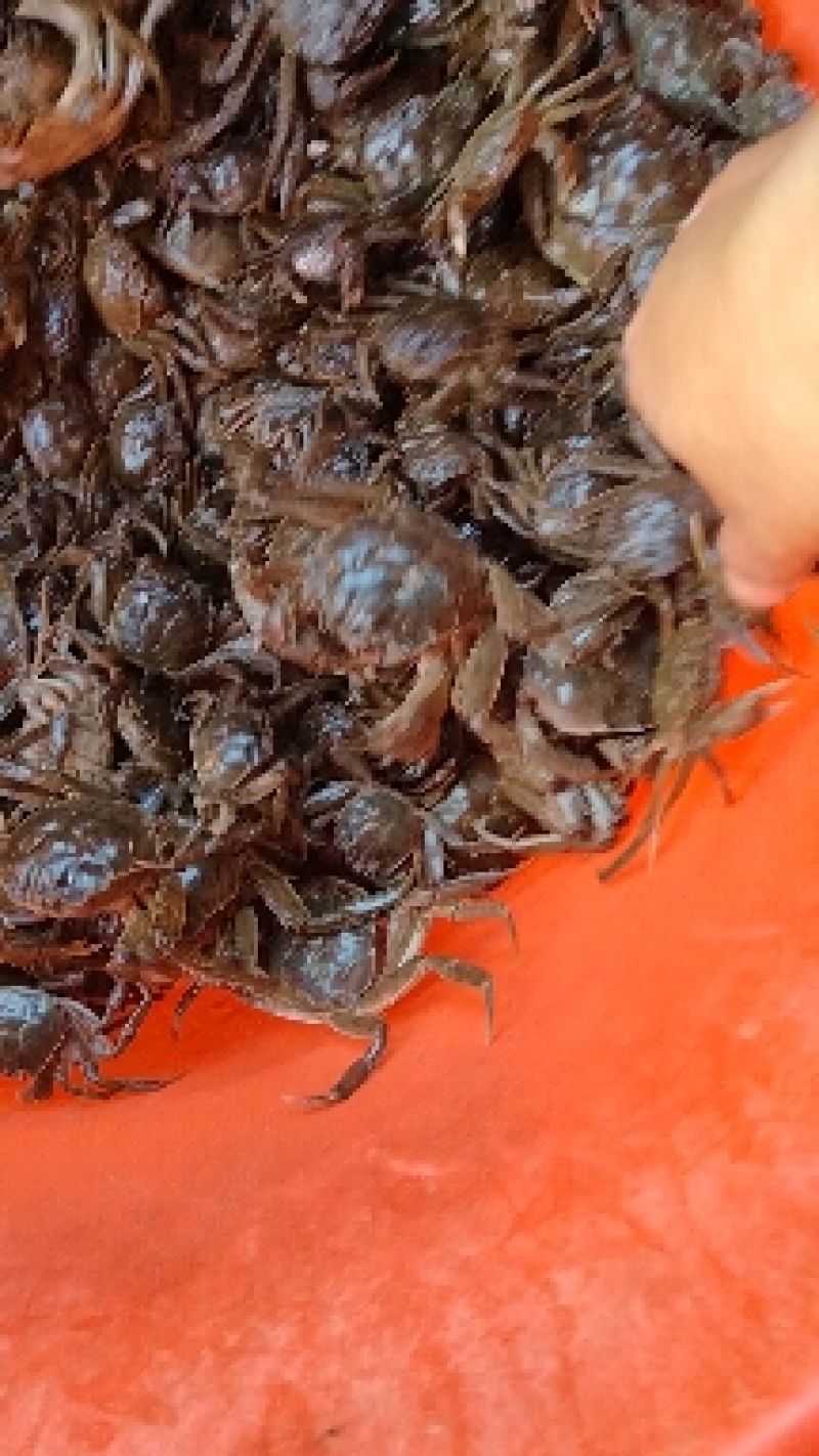 放生苗，油炸小螃蟹保证质量，成活率高。死蟹包赔，大量批发