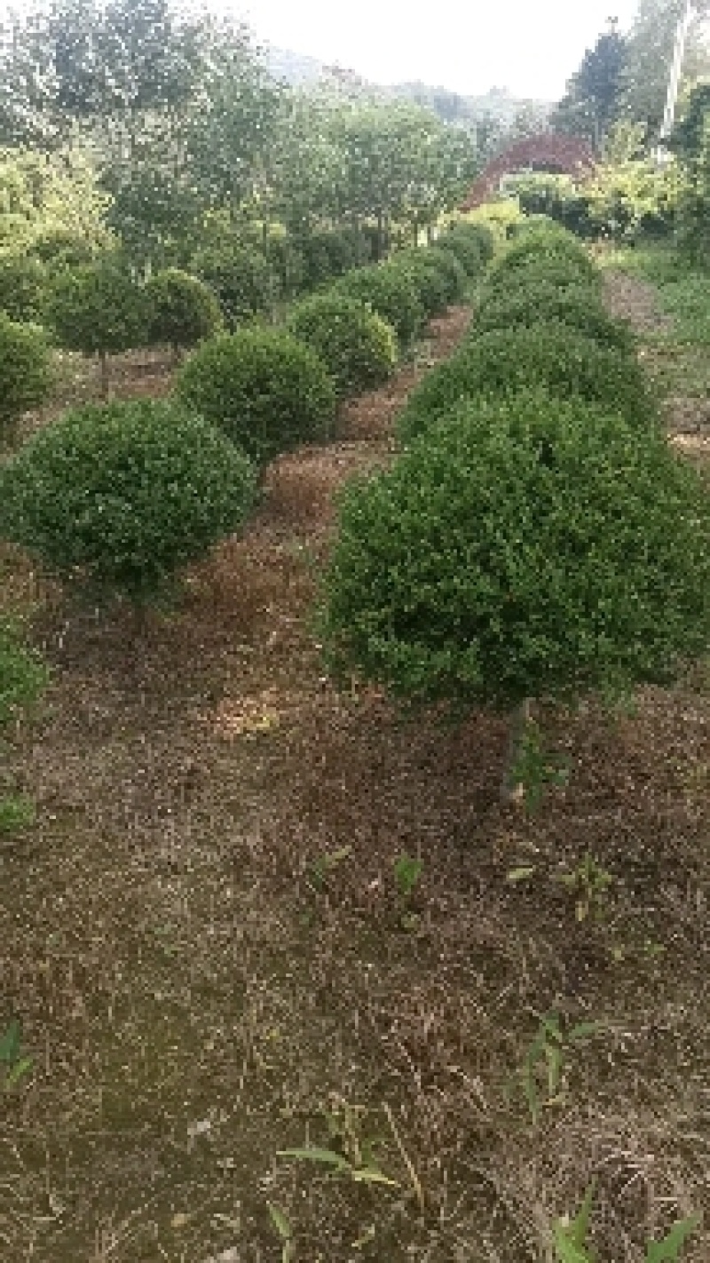 朝鲜黄杨球120厘米