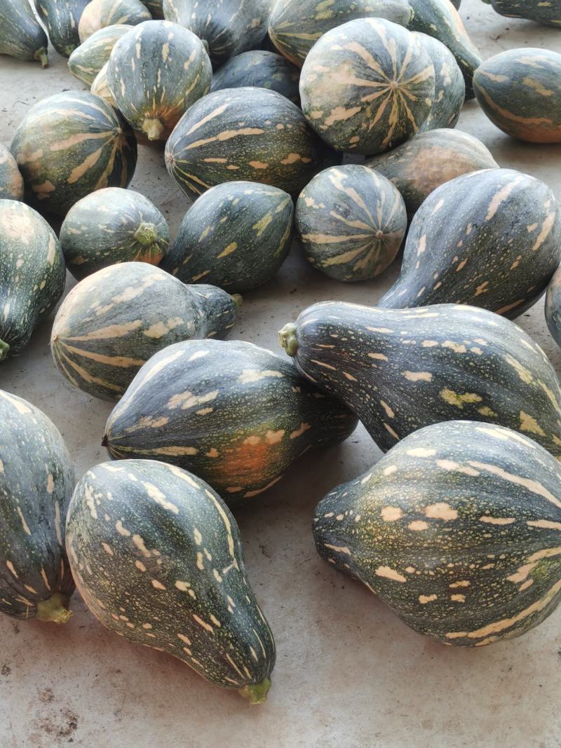 千亩二季瓜香芋南瓜浓香型又粉又糯好吃