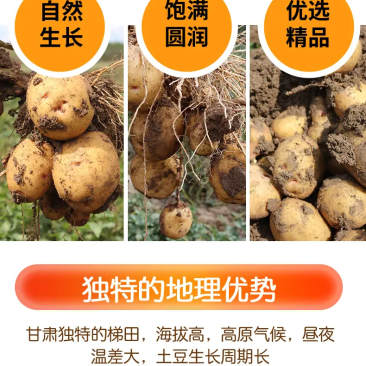 卖土豆.来甘肃土豆、定西土豆大量批发产地直销