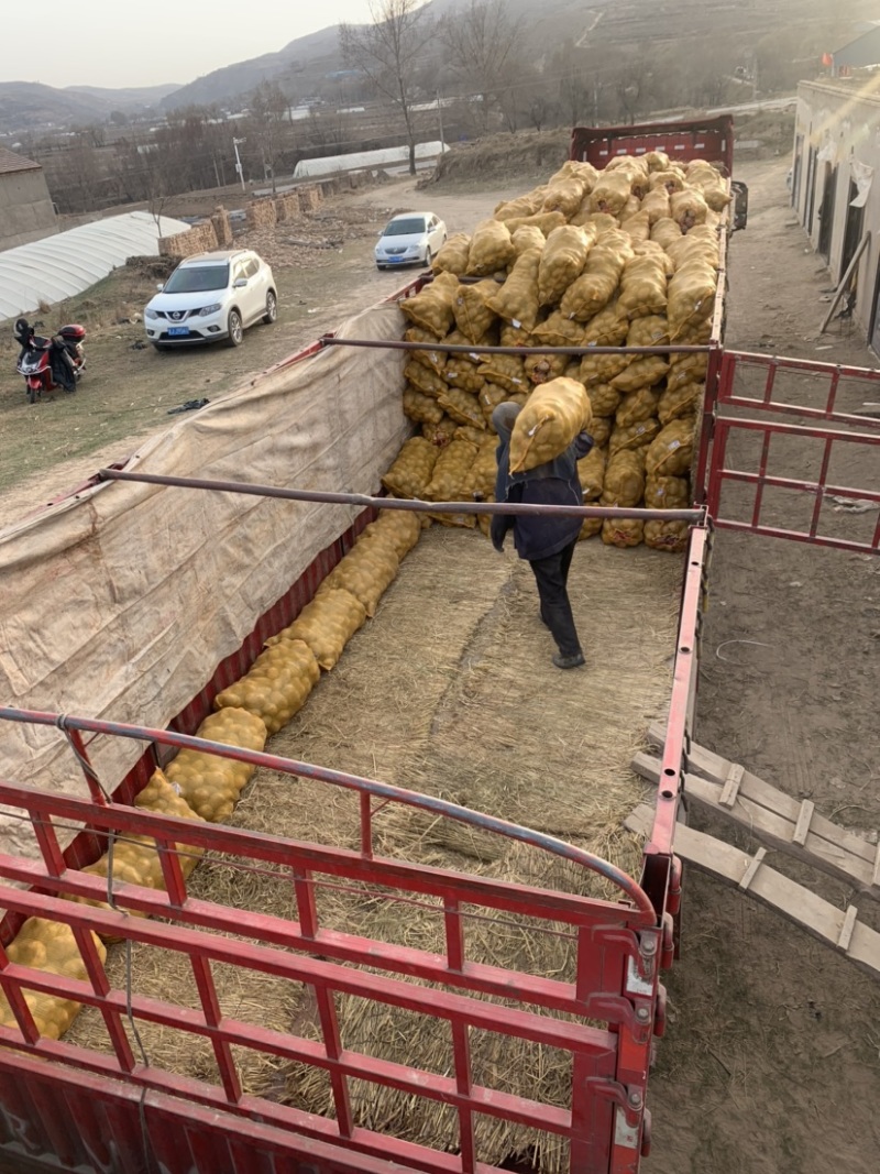 卖土豆.来甘肃土豆、定西土豆大量批发产地直销
