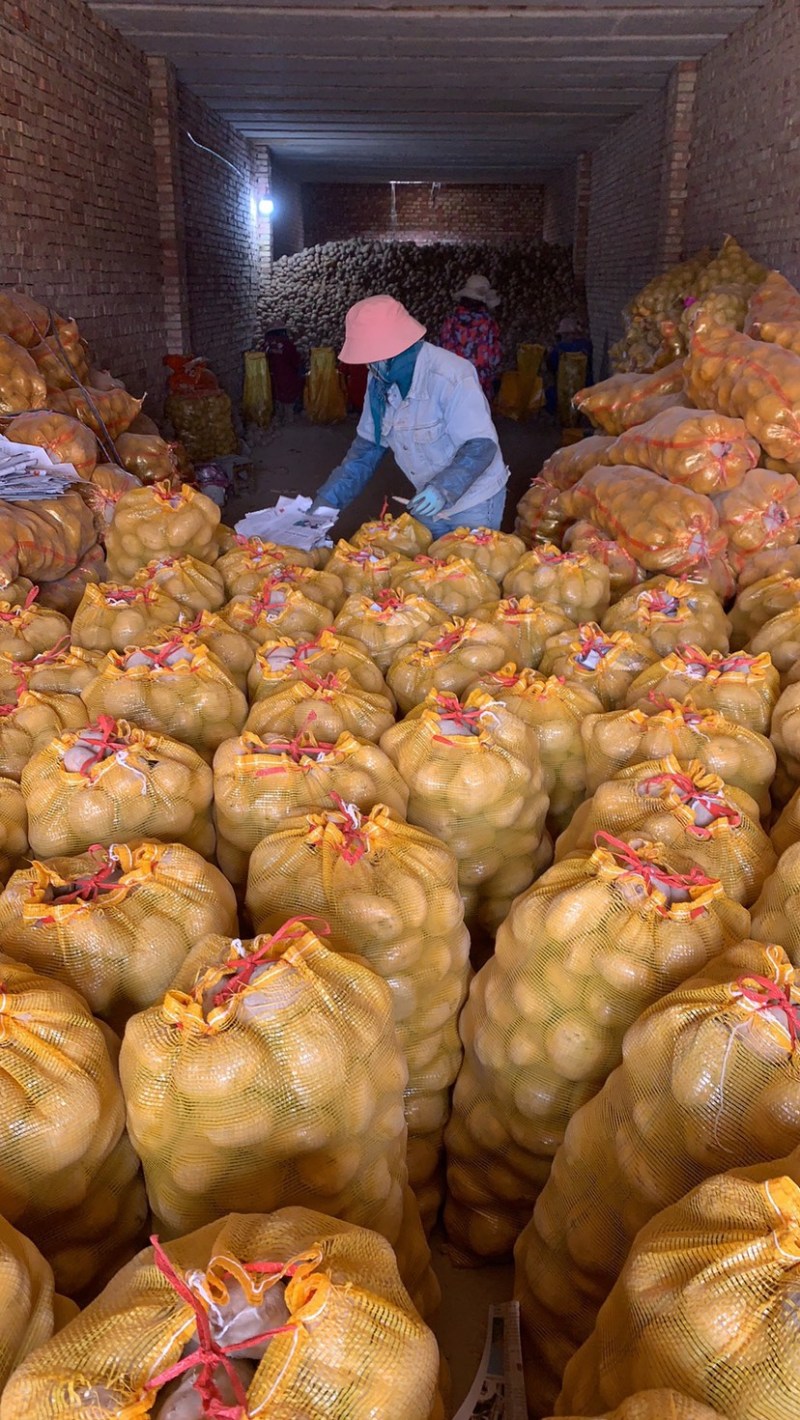 卖土豆.来甘肃土豆、定西土豆大量批发产地直销