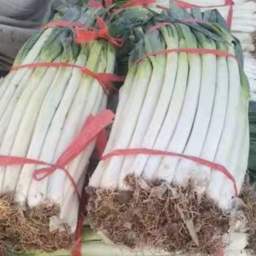 髙日照优质铁杆大葱