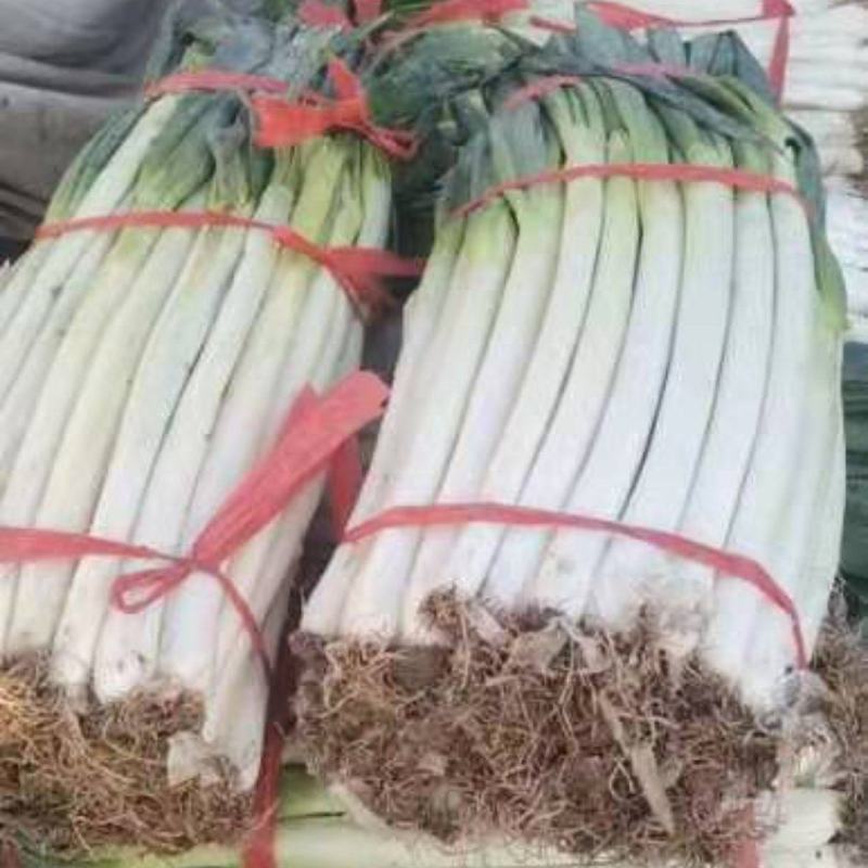 髙日照优质铁杆大葱