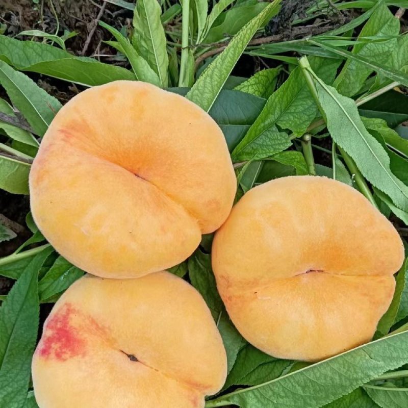 中蟠毛桃