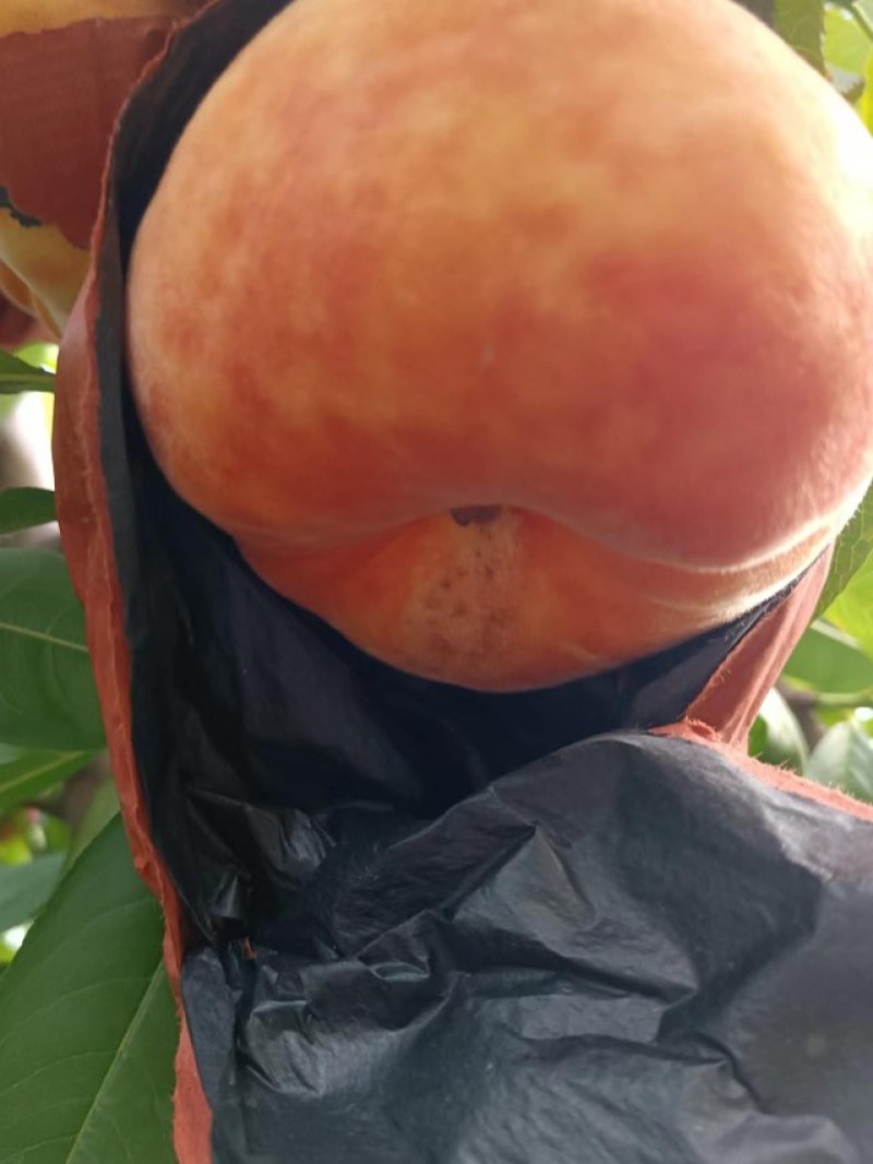 中蟠毛桃