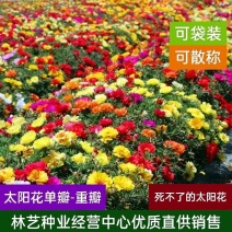 太阳花种子四季播种重瓣播种花种子种植室内阳台易种