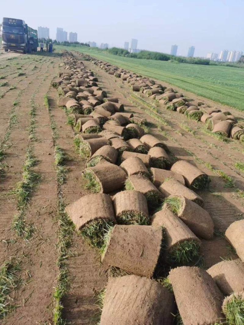 精品混播草坪，百慕大草坪出售