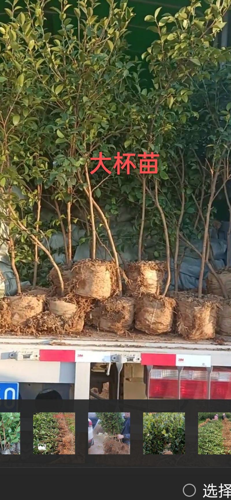 长林系列高产嫁接油茶苗年营养杯苗、轻基质杯苗皮溥出油率高