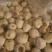 2023年新莲子，福建特产干莲子，白莲子，特产