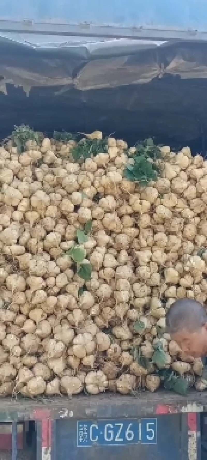 江西豆薯甜脆多汁口感好水分足皮易撕土地瓜水果型凉薯