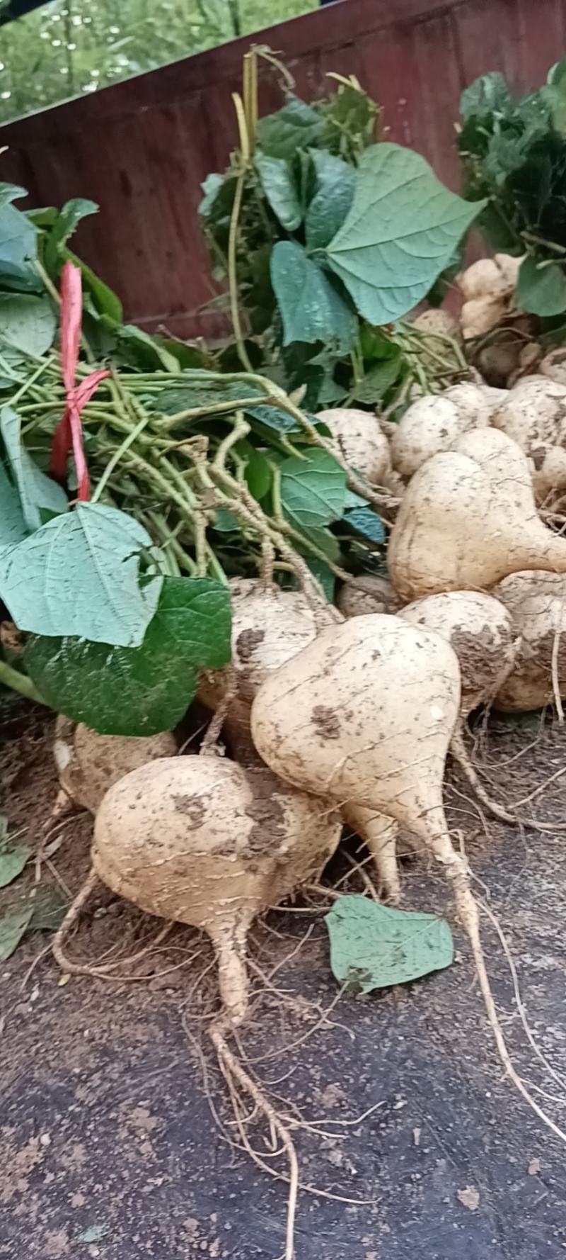 江西豆薯甜脆多汁口感好水分足皮易撕土地瓜水果型凉薯