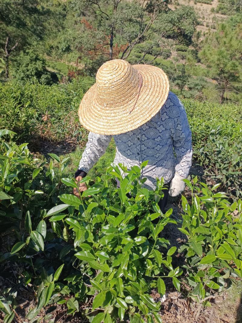 凤凰山潮汕功夫茶