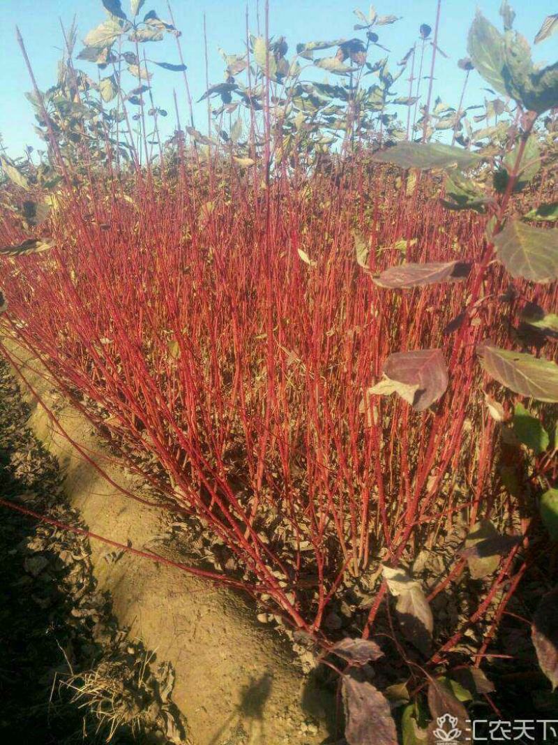 丛生红瑞木80-1.20高4个分枝，假肢苗，成活率高，