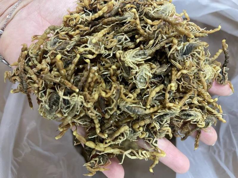 清水全蝎河南产全虫500克一包新货一斤包邮