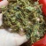 清水全蝎河南产全虫500克一包新货一斤包邮