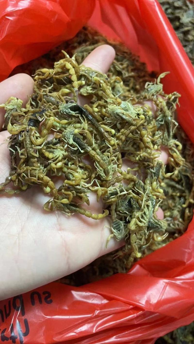 清水全蝎河南产全虫500克一包新货一斤包邮