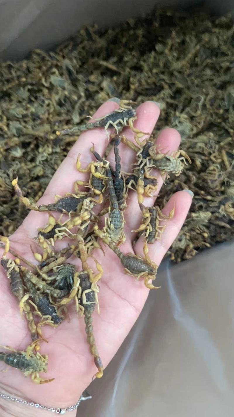 清水全蝎河南产全虫500克一包新货一斤包邮