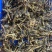 清水全蝎河南产全虫500克一包新货一斤包邮